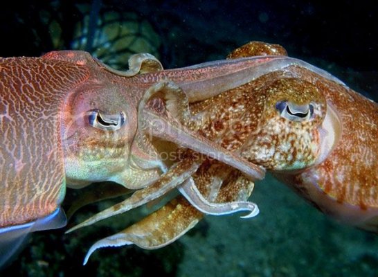 Mating-Cuttlefish-01_zpsde55dda5.jpg