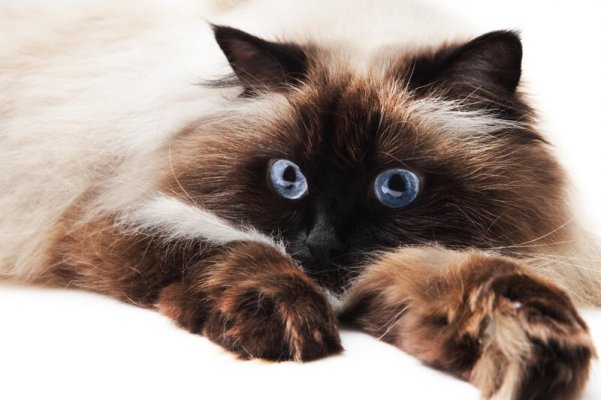 fun-facts-about-himalayan-cats.jpg