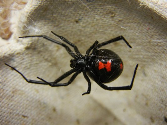 Adult_Female_Black_Widow.jpg