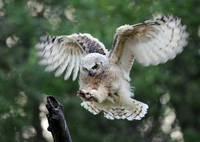 owls25.jpg